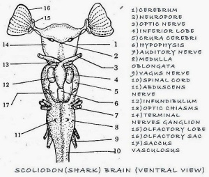 Shark brain