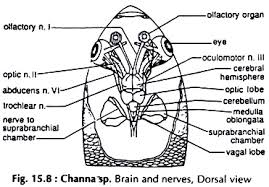Fish brain