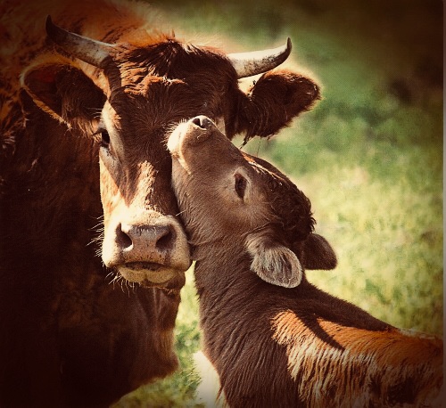 Beautiful mother cow and her baby